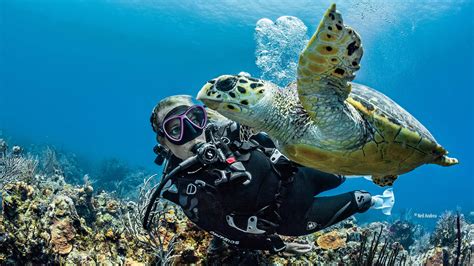 Buceo Sostenible Green Diving Balkysub Centro De Buceo Padi Cdc