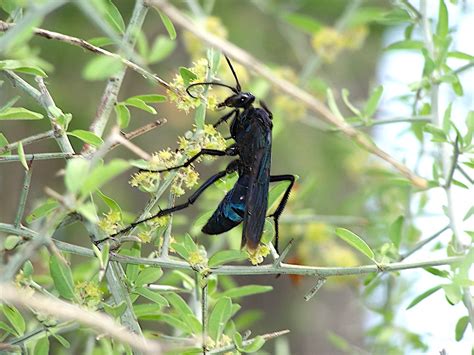 Tarantula Hawk Wasp