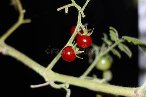 Planta De Tomate Con Tomates Verdes Y Rojos En Fondo Borroso Cerca Foto