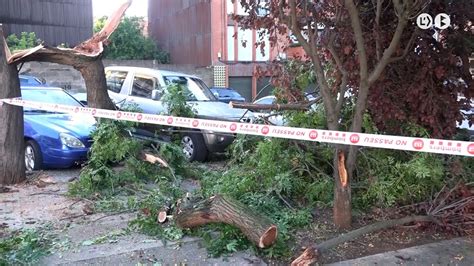 La Tempesta Deixa Arbres Caiguts A Berga YouTube