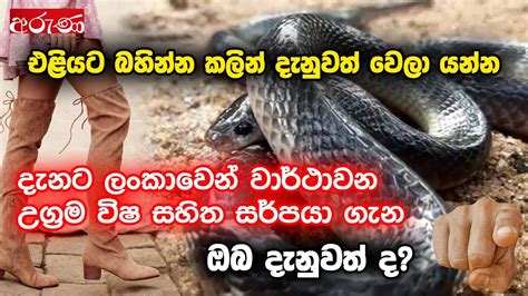 දැනට ලංකාවෙන් වාර්ථාවන උග්‍රම විෂ සහිත සර්පයා ගැන ඔබ දැනුවත් ද Wild