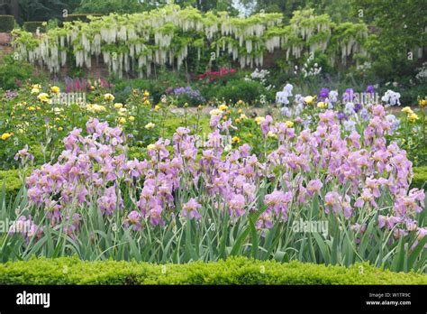 Iris In Parterres Looking To A Deep Border With Wisteri Alba In The