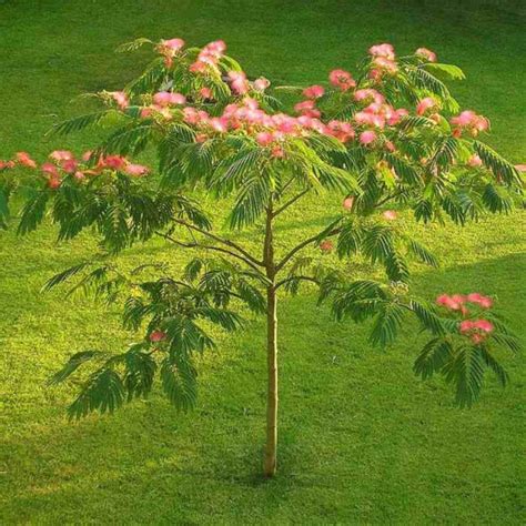 Albizia Julibrissin Ombrella Boubri Vente Mimosa De Constantinople