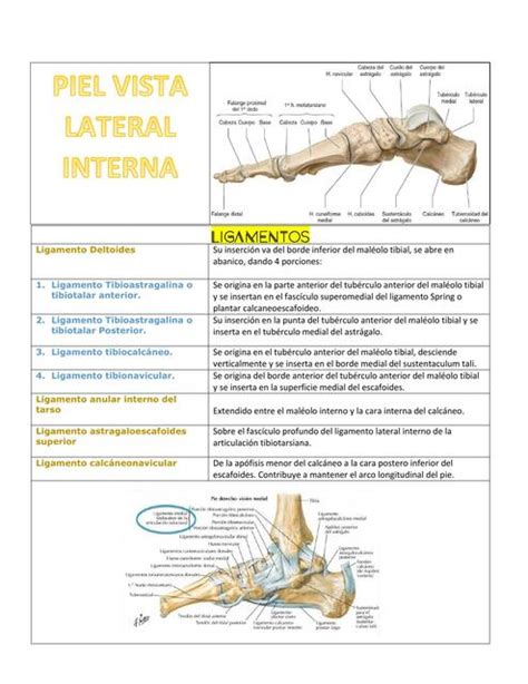 Pie Vista Lateral Interna Salvador Oyorzabal UDocz