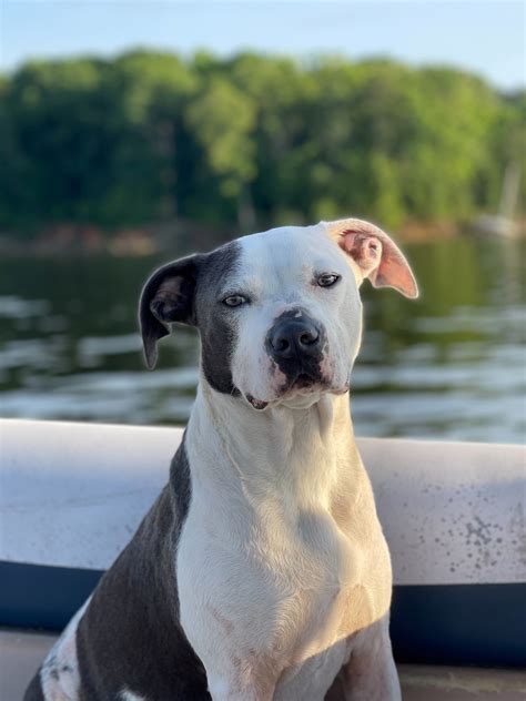 Pet Tributes - Peaceful Paws Mortuary & Crematory, LLC