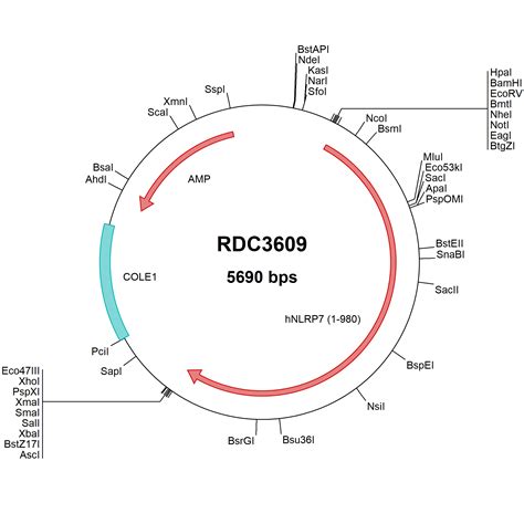 Human Nlrp Np Versaclone Cdna Rdc R D Systems