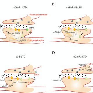 Classification Of Distinct Forms Of MGluR LTD The Loci Of Induction