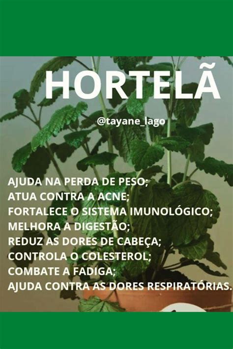 BENEFÍCIOS DA HORTELÃ Chá de hortelã Hortelã Carne vermelha