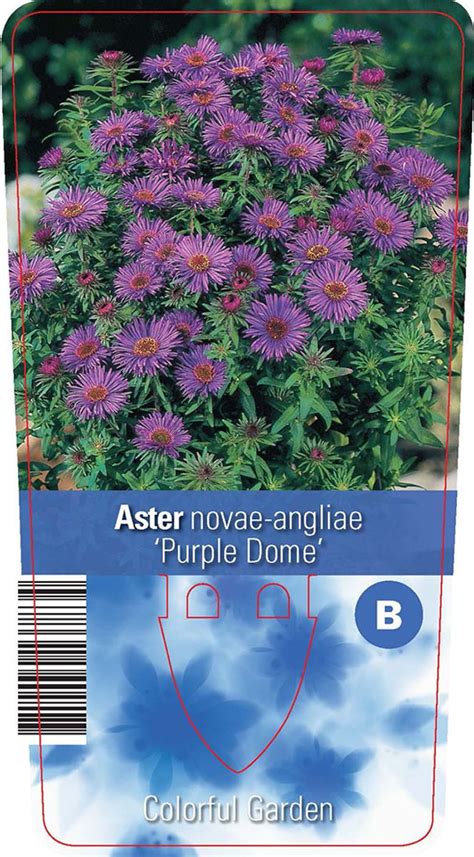 Aster Novae Angliae Purple Dome Plant Wholesale Floraccess