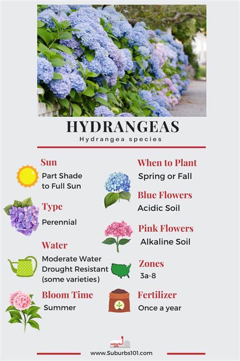 Lazy Gardener S Guide How To Grow Hydrangeas Infographic Suburbs 101