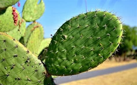 Cactus Nopal Opuntia Ficus Indica
