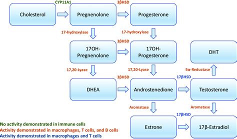 Steroidogenic Enzymes Involved In The De Novo Synthesis Of Sex Steroids