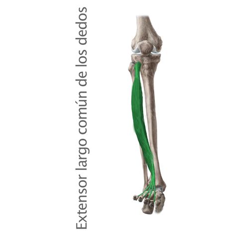 Músculo Extensor Largo Común De Los Dedos