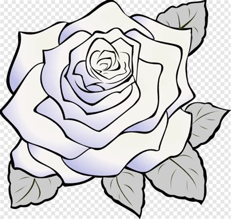 Rose Border Rose Petals Falling Black And White Rose Rose Drawing