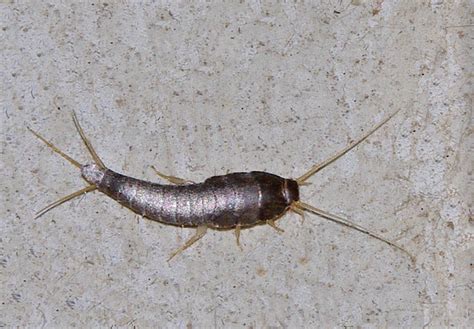 Bug o'the Week - Common Silverfish redux - Riveredge Nature Center