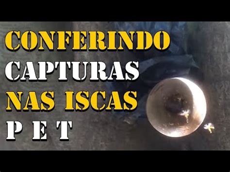 CAPTURAS ABELHAS JATAI Conferindo Capturas Nas Iscas Pet YouTube