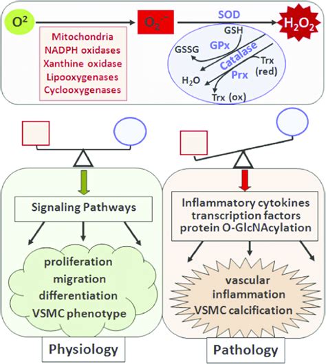 Regulation And Function Of Hydrogen Peroxide In Modulating VSMC