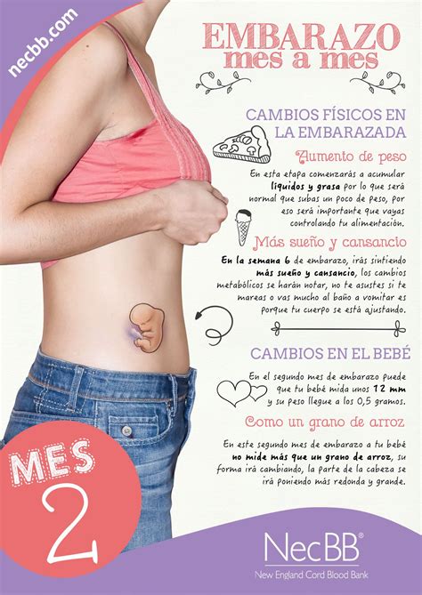 infografía para pinterest NecBB El embarazo mes a mes Mes 2