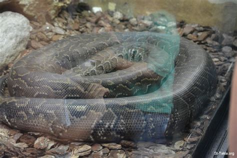 Image: 9 20 rome zoo c 0517