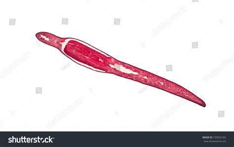 Cross Section Cut Planaria Under Microscope Stock Photo 720055183 ...