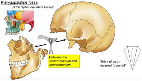 Triangular Fossa Teeth