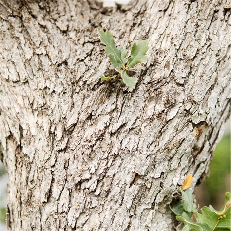 Tree Bark Identification - The Good and the Beautiful