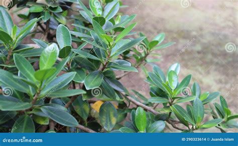 Small Branch Of Banyan Tree Stock Photo Image Of Vegetable Shrub