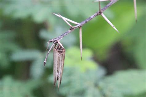 Bagworm Moth Case Project Noah