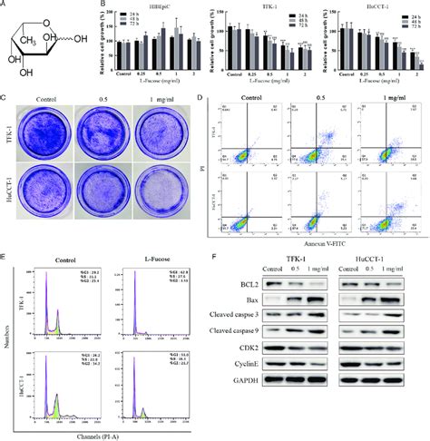 Inhibitory Effect Of L Fucose On The Proliferation A Chemical