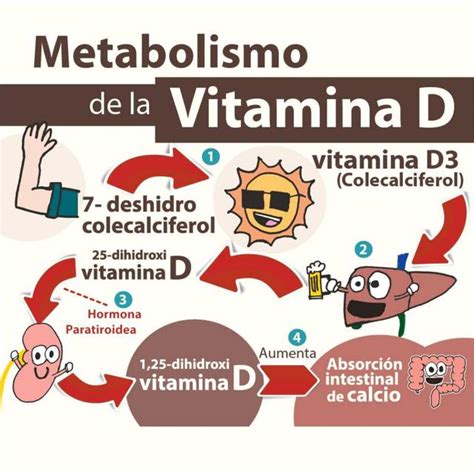 Metabolismo de la vitamina D Jorge Còrdova uDocz