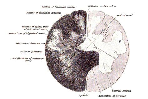 Sobotta 1909 Fig663 Transverse Section Of The Lower Portion Of The