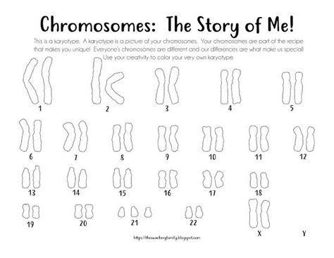 Karyotype Coloring Sheets Artofit