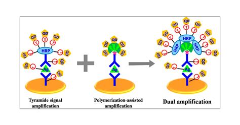 Integrated Tyramide And Polymerization Assisted Signal Amplification For A Highly Sensitive