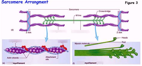 Sliding Filament Theory Diagram Quizlet