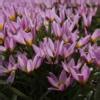 Tulipa Humilis Buy Plants At Coolplants