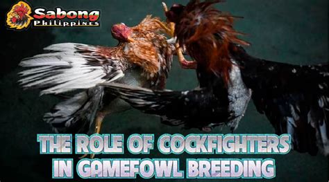 What Are The Most Popular Breeds Of Gamefowl Used In Sabong