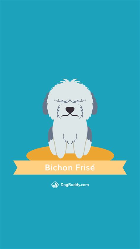 Bichon Frise Wallpapers - Wallpaper Cave