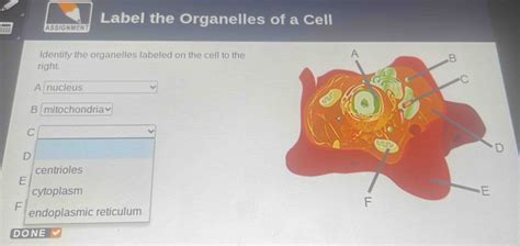 Solved Label The Organelles Of A Cell Assignment Identify The