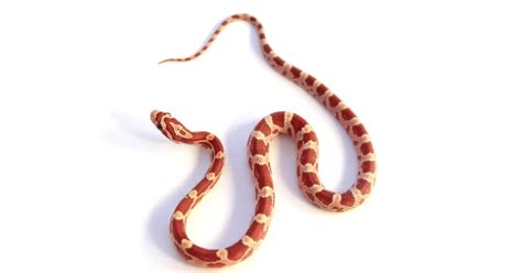 Corn Snake Shedding Guide Use Our Comprehensive Corn Snake Shedding