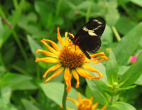 Wings of Fancy Exhibit, Brookside Gardens: Butterflies