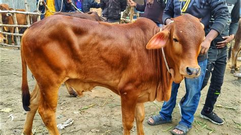 আজ ২৩ ডসমবর কন কন শত কম গযছ শহওযল ষড বছর গরর