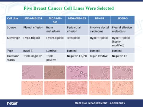 Genomic DNA From 5 Human Breast Cancer Cell Lines With Different