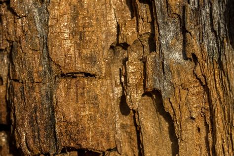 Holz Textur Hintergrund Kostenloses Foto Auf Pixabay Pixabay