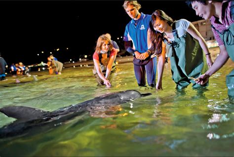 Desert Safari Day Cruise With Dolphin Feeding Brisbane Project