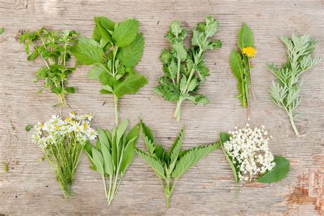 5 Healing Herbs You Can Find in the Wild This Spring Wildkräuter