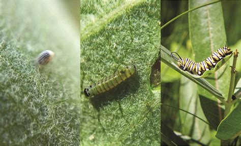 Protecting Western Monarchs U S National Park Service