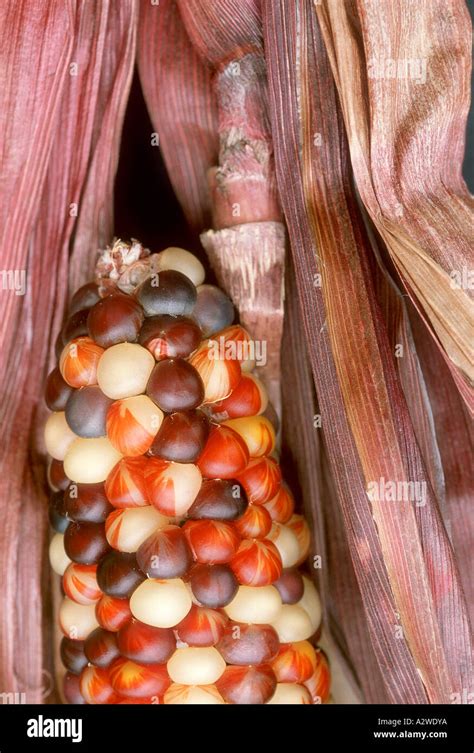 Colorful Fall Corn Kernals Stock Photo Alamy