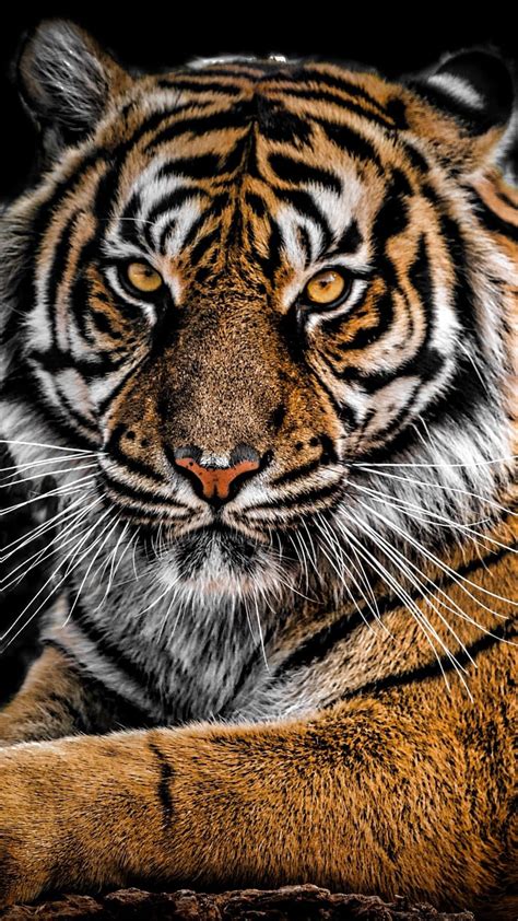 Tiger Hd Wallpaper K For Mobile Infoupdate Org