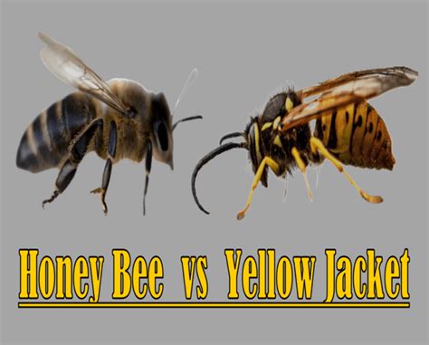 Honey Bee Vs Yellow Jacket Beekeeping 101