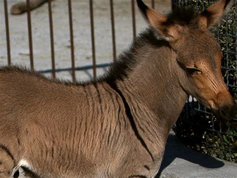 Introducing The Latest Zonkey Zebradonkey Mix Abc News